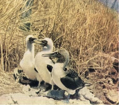 Зачарованные острова Галапагосы - doc2fb_image_0200000D.jpg