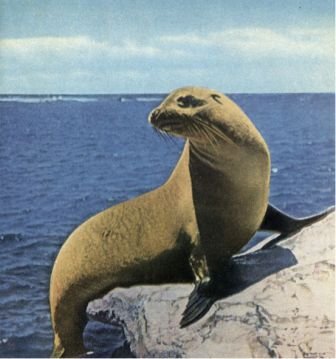 Зачарованные острова Галапагосы - doc2fb_image_02000012.jpg