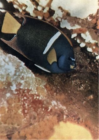 Зачарованные острова Галапагосы - doc2fb_image_02000017.jpg