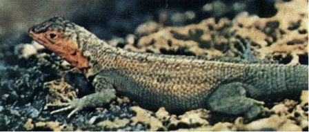 Зачарованные острова Галапагосы - doc2fb_image_02000019.jpg