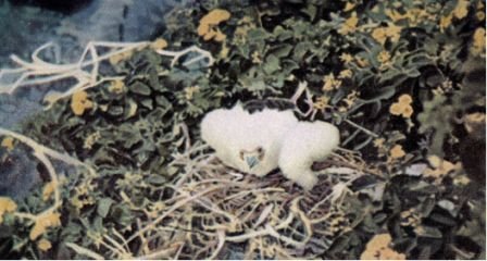 Зачарованные острова Галапагосы - doc2fb_image_0200001B.jpg