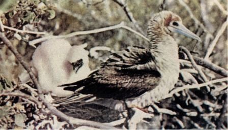 Зачарованные острова Галапагосы - doc2fb_image_0200001C.jpg