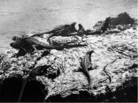 Зачарованные острова Галапагосы - doc2fb_image_0200002C.jpg