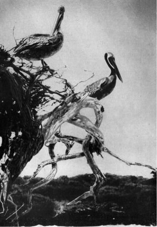 Зачарованные острова Галапагосы - doc2fb_image_02000032.jpg