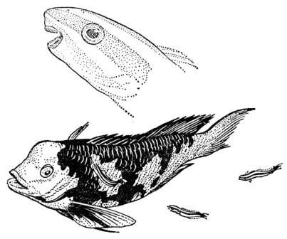 Зачарованные острова Галапагосы - doc2fb_image_0200004A.jpg