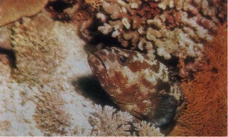 В царстве тысячи атоллов - doc2fb_image_02000020.jpg