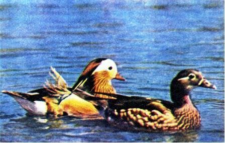 Северная Америка - doc2fb_image_02000032.jpg