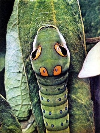 Северная Америка - doc2fb_image_02000039.jpg