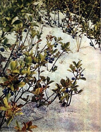 Северная Америка - doc2fb_image_02000046.jpg