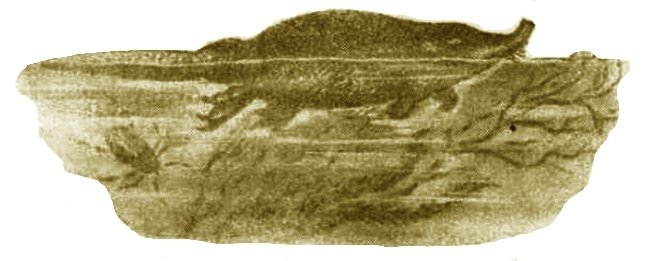 Выхухоль - i_016.jpg