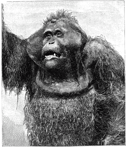 Маска красной смерти - amb004a.png