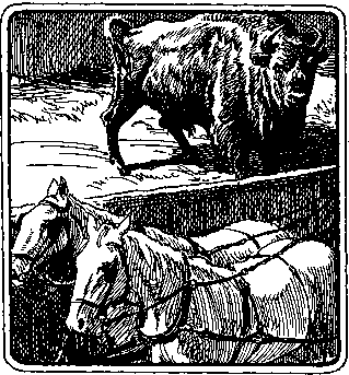 По следам дикого зубра - any2fbimgloader21.png