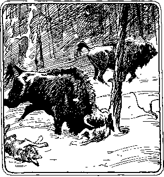 По следам дикого зубра - any2fbimgloader43.png