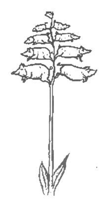 Только не дворецкий - i_343.jpg