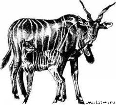 Там, где бродили львы (с иллюстрациями) - i_006.jpg