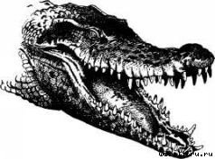 Там, где бродили львы (с иллюстрациями) - i_013.jpg