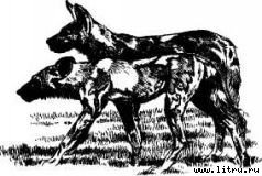 Там, где бродили львы (с иллюстрациями) - i_021.jpg