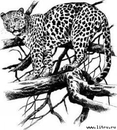 Там, где бродили львы (с иллюстрациями) - i_023.jpg