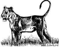 Там, где бродили львы (с иллюстрациями) - i_028.jpg