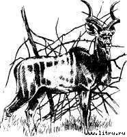 Там, где бродили львы (с иллюстрациями) - i_030.jpg