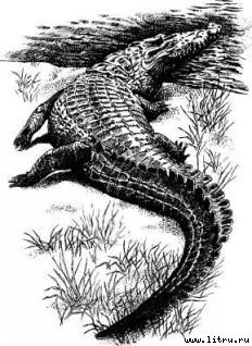 Там, где бродили львы (с иллюстрациями) - i_033.jpg