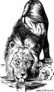 Там, где бродили львы (с иллюстрациями) - i_034.jpg