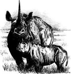 Там, где бродили львы (с иллюстрациями) - i_038.jpg