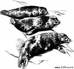 Там, где бродили львы (с иллюстрациями) - i_039.jpg