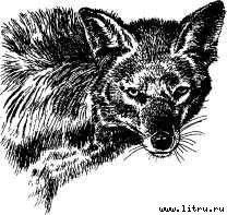 Там, где бродили львы (с иллюстрациями) - i_042.jpg