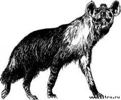 Там, где бродили львы (с иллюстрациями) - i_048.jpg