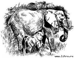 Там, где бродили львы (с иллюстрациями) - i_069.jpg