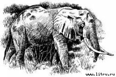 Там, где бродили львы (с иллюстрациями) - i_070.jpg
