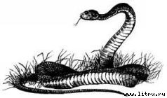 Там, где бродили львы (с иллюстрациями) - i_074.jpg