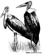 Там, где бродили львы (с иллюстрациями) - i_082.jpg