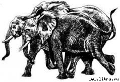 Там, где бродили львы (с иллюстрациями) - i_086.jpg