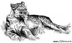 Там, где бродили львы (с иллюстрациями) - i_087.jpg