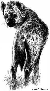 Там, где бродили львы (с иллюстрациями) - i_088.jpg