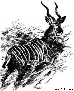 Там, где бродили львы (с иллюстрациями) - i_089.jpg