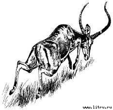 Там, где бродили львы (с иллюстрациями) - i_091.jpg