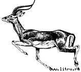 Там, где бродили львы (с иллюстрациями) - i_098.jpg