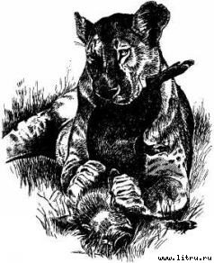 Там, где бродили львы (с иллюстрациями) - i_099.jpg