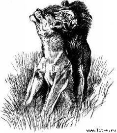 Там, где бродили львы (с иллюстрациями) - i_102.jpg