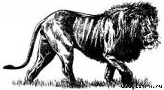 Там, где бродили львы (с иллюстрациями) - i_109.jpg