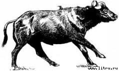 Там, где бродили львы (с иллюстрациями) - i_111.jpg