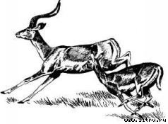 Там, где бродили львы (с иллюстрациями) - i_113.jpg