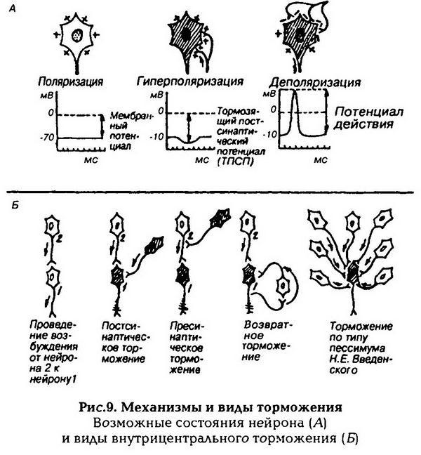 Нормальная физиология - _10.jpg