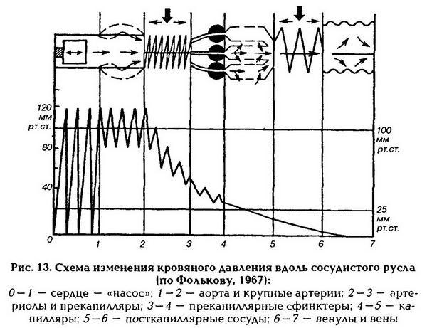 Нормальная физиология - _14.jpg