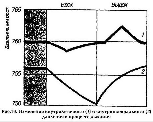 Нормальная физиология - _20.jpg