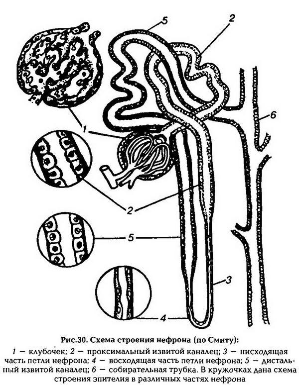 Нормальная физиология - _31.jpg