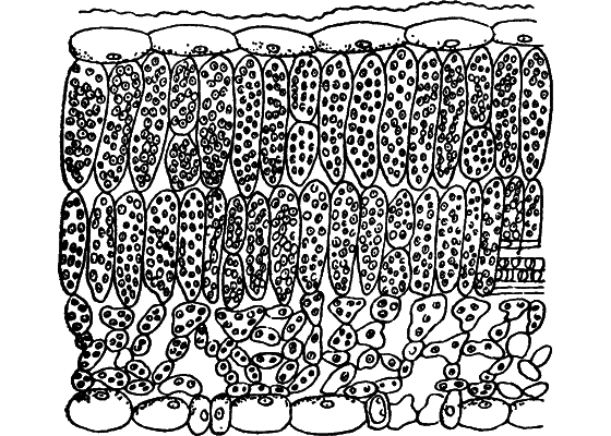 Путешествие в страну нектара - i_006.png